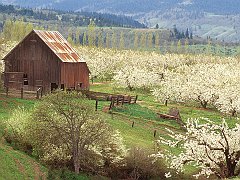 The Promise of Spring, Mosier, Oregon